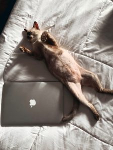 Photo "How do you protect your privacy while browsing the internet?"