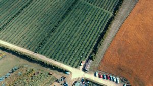 Photo "Applications of artificial intelligence in modern agriculture"