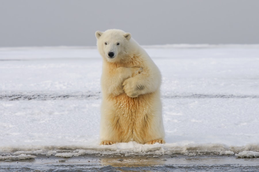 Polar bear