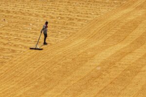 Photo Drought-stricken fields