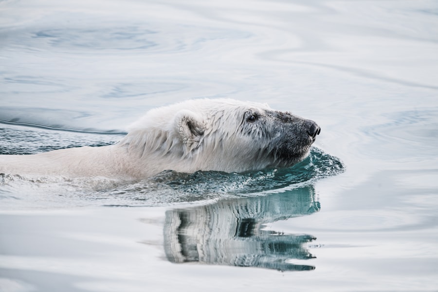 Photo Polar bear