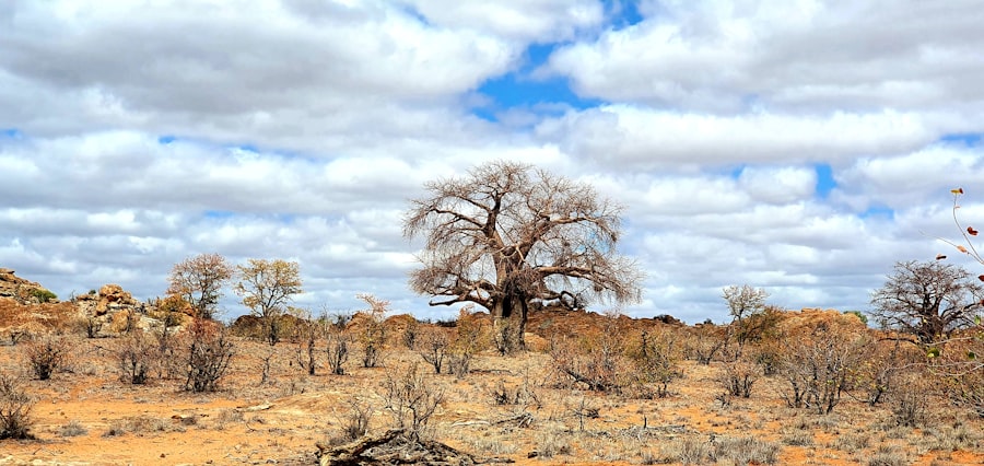 climate change impact on vegetation in Africa
