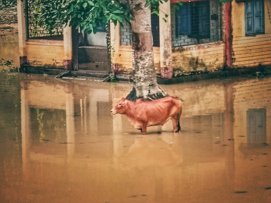 climate change impact on animal wealth in Asia