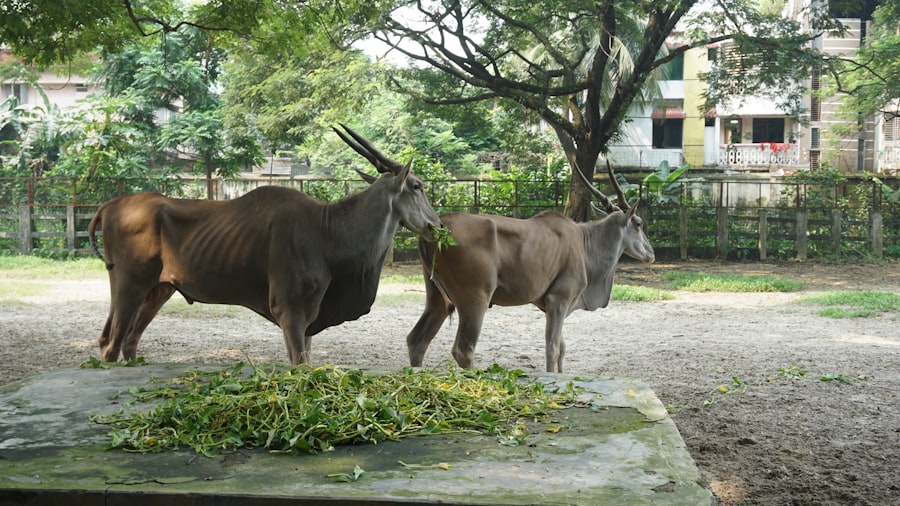 climate change impact on animal wealth in Asia