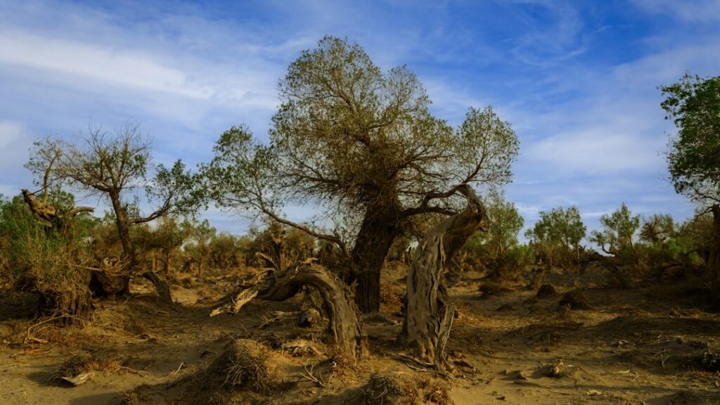 Photo climate change impact on vegetation in Africa