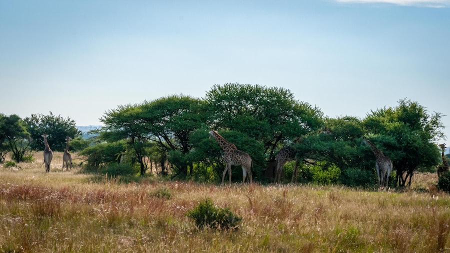 Photo climate change impact on vegetation in Africa