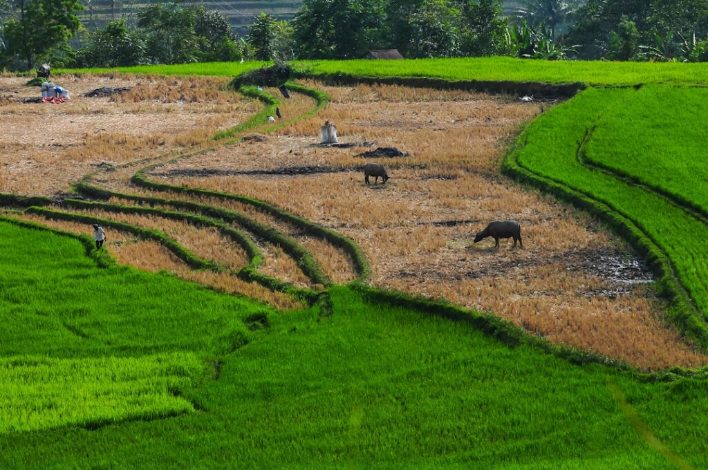 Photo climate change impact on animal wealth in Asia