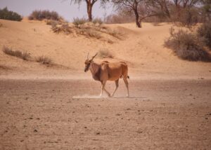 Photo climate change impact biodiversity Middle East