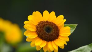 Photo tips and tricks