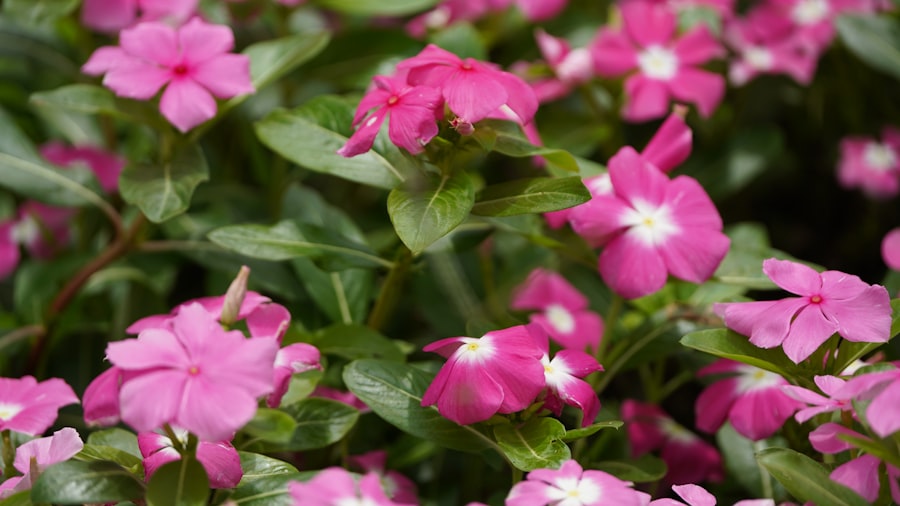 Photo tips and tricks