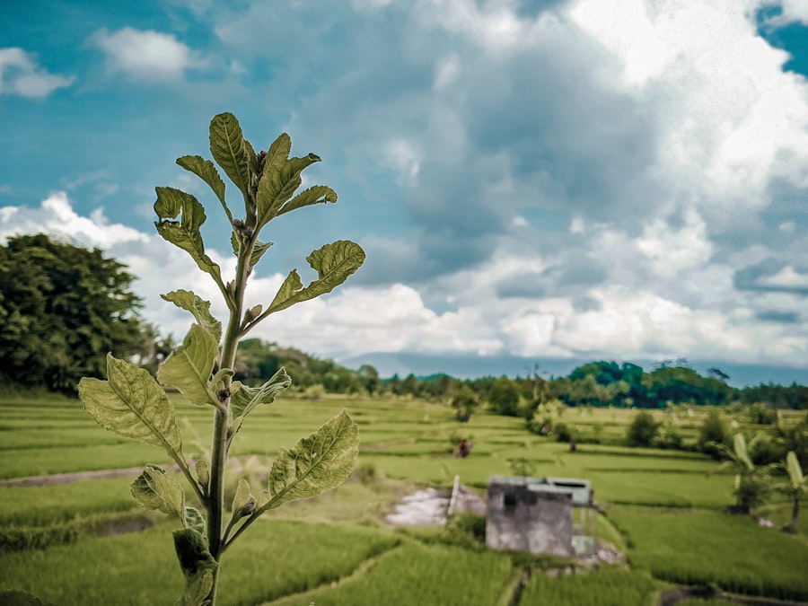 Photo climate change impact on plant diversity in Asia