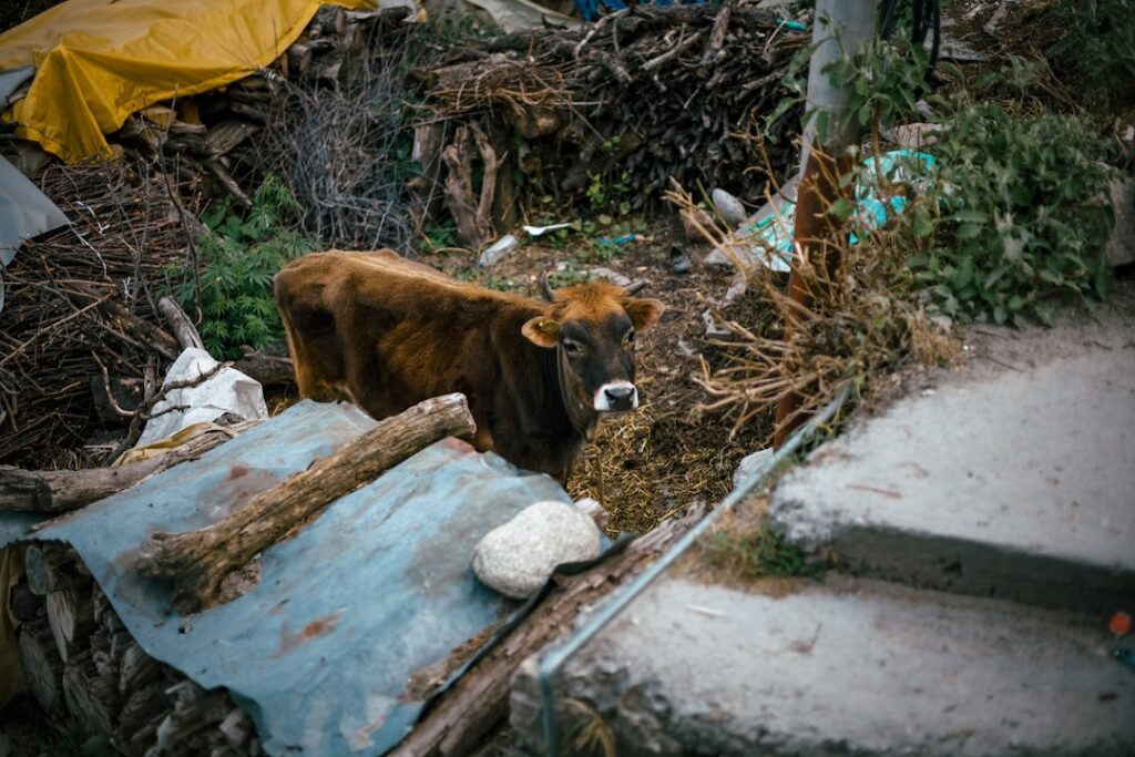 Photo climate change impact on animal wealth in Asia