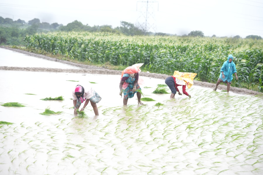 AI solutions for smart agriculture