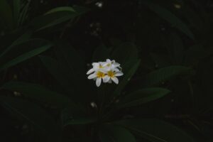 Photo UX Simplicity