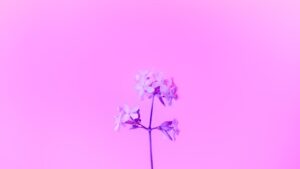 Photo UX Simplicity
