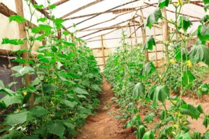 Photo AI solutions for smart agriculture