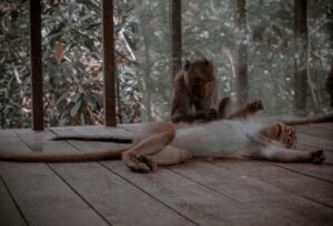 Photo API-First and Headless