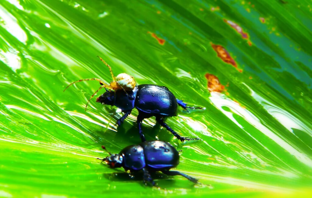 Photo Bug Bounty programs