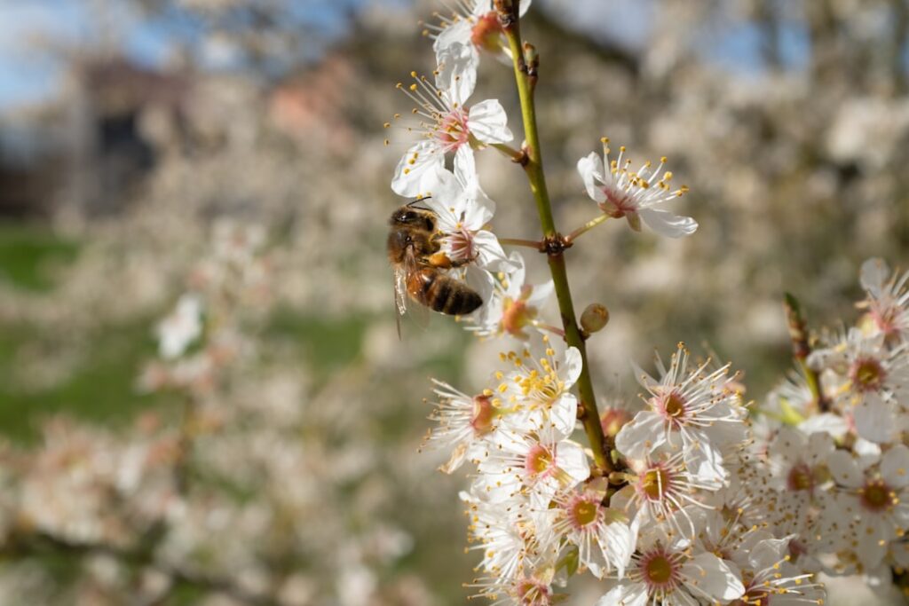 Photo APIs