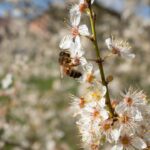 Photo APIs