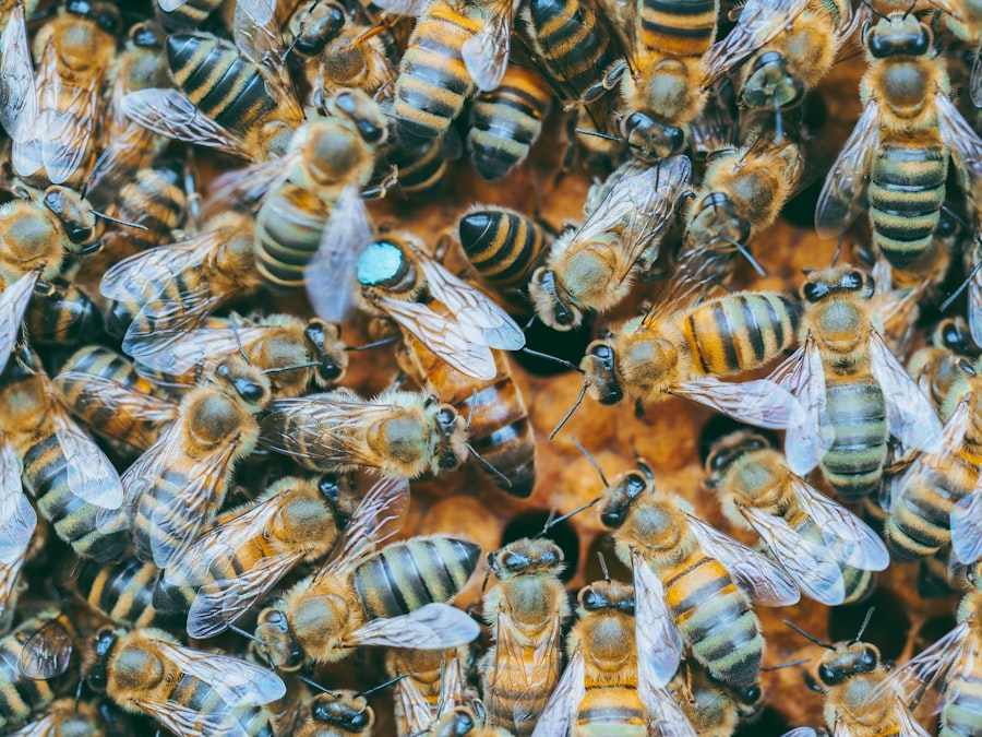 Photo APIs