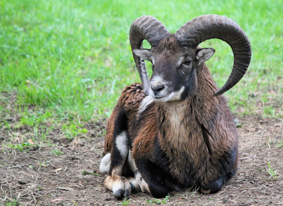 Photo RAM
