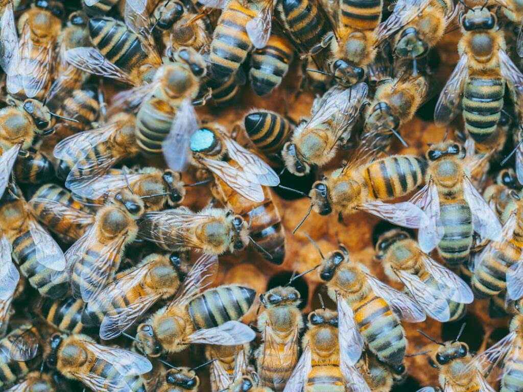 Photo APIs