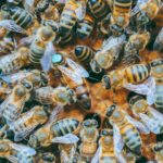 Photo APIs