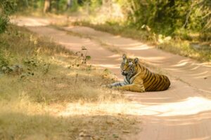 Photo wildlife conservation endangered species movement maps
