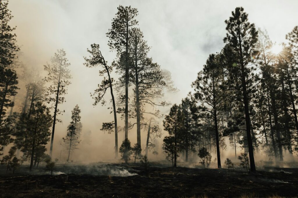 Photo forest fire monitoring satellite computer vision