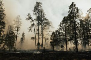 Photo forest fire monitoring satellite computer vision