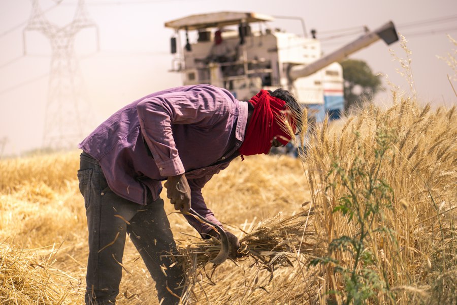 Photo global crop yield prediction food security famine prevention