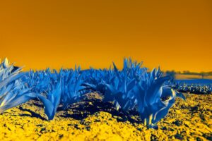 Photo genetic engineering drought-resistant crops AI models