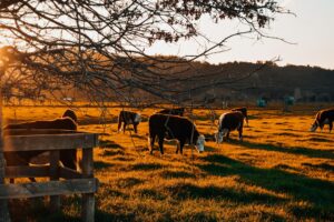Photo smart livestock monitoring sensors
