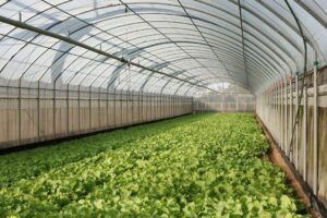 Photo fully automated greenhouse farming system