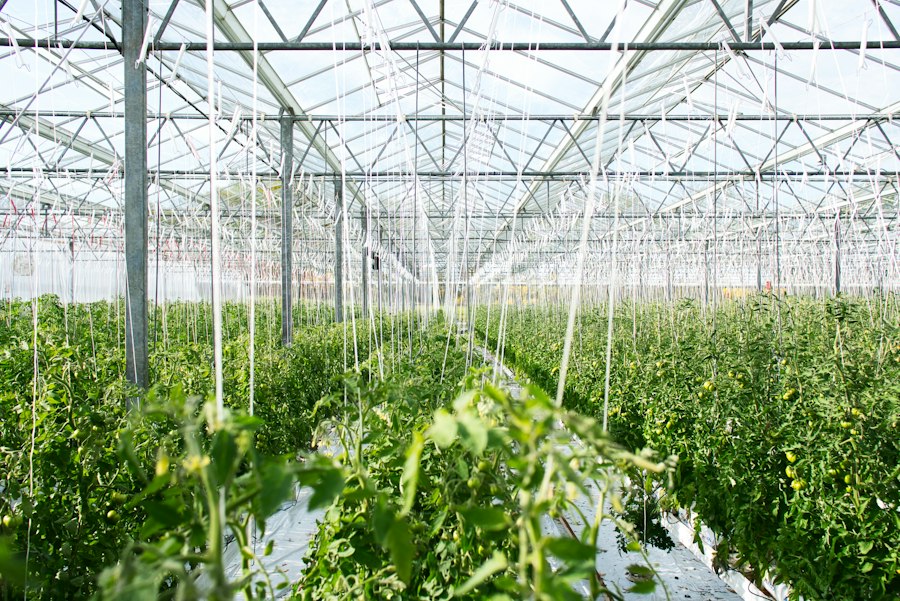 Photo fully automated greenhouse farming system