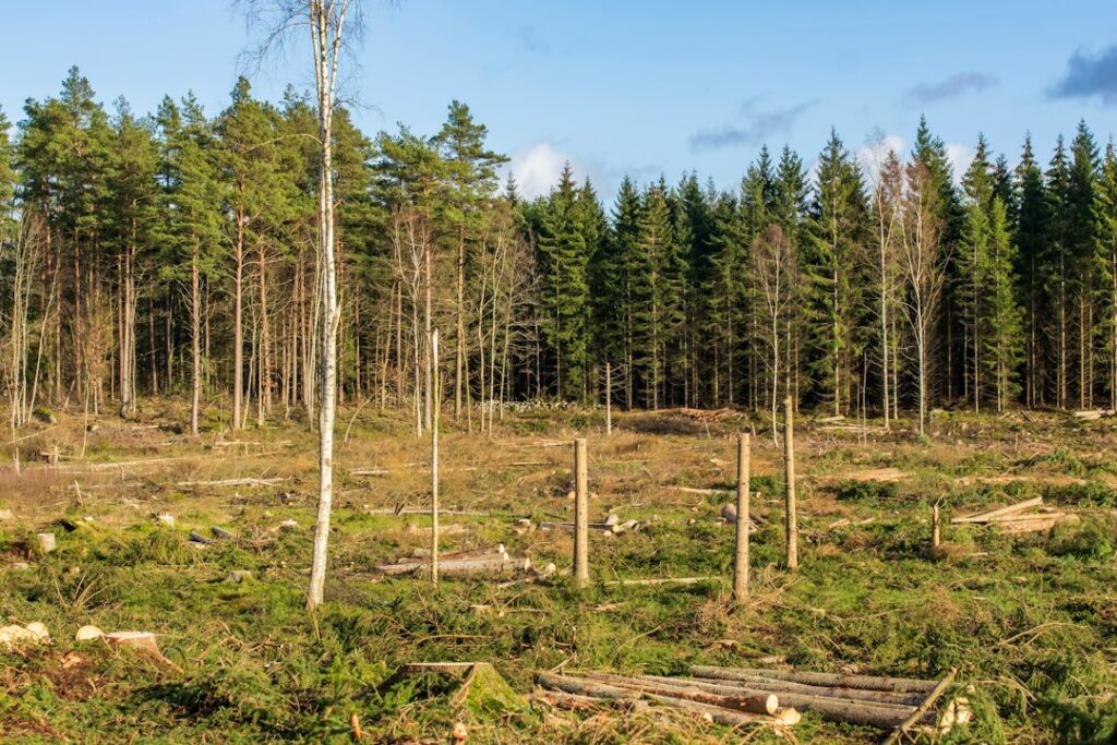 Photo desertification monitoring smart afforestation planning