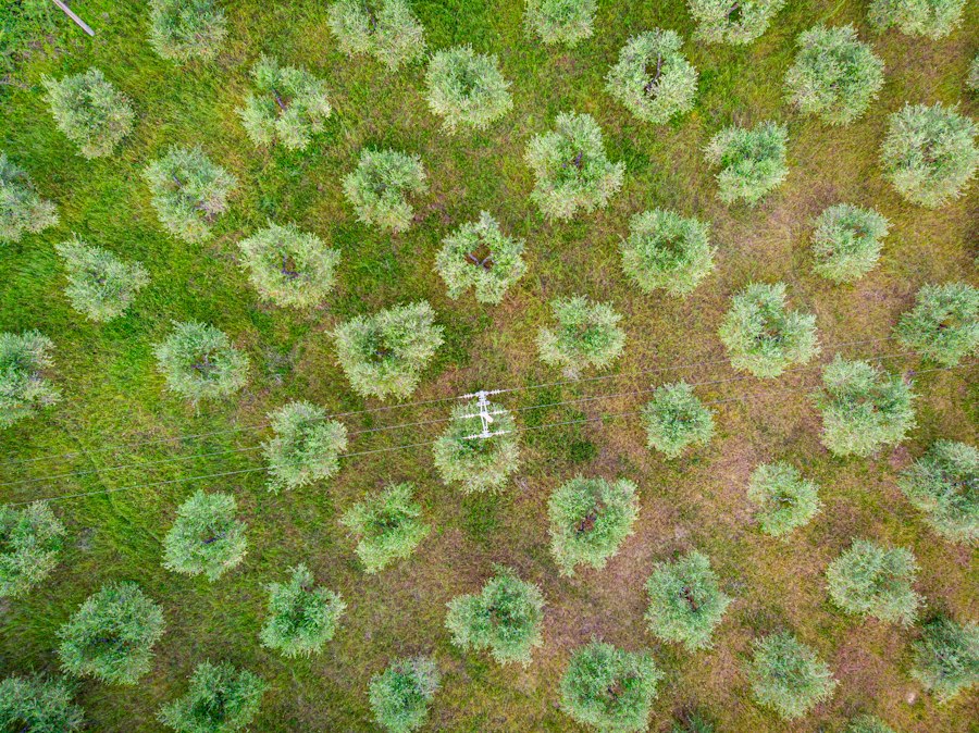 desertification monitoring smart afforestation planning