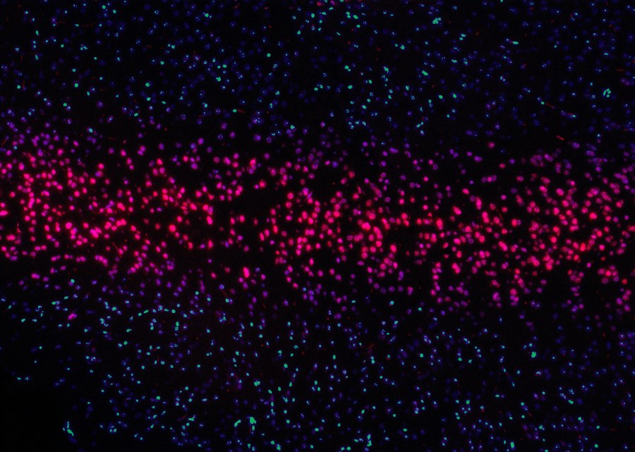 AI particle physics LHC data analysis